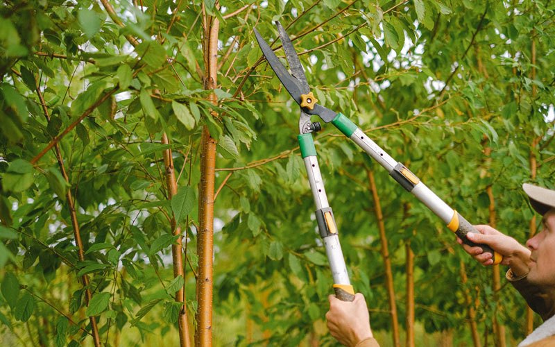 Tree trimming in Arthur, ND